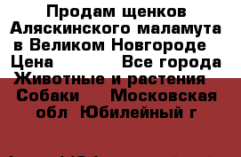 Продам щенков Аляскинского маламута в Великом Новгороде › Цена ­ 5 000 - Все города Животные и растения » Собаки   . Московская обл.,Юбилейный г.